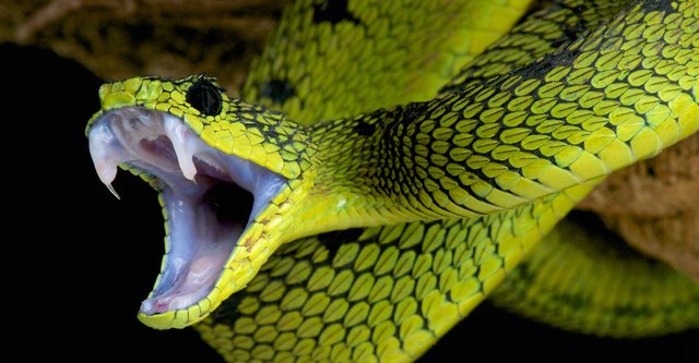 Venomous-snakes-1000x520.jpg