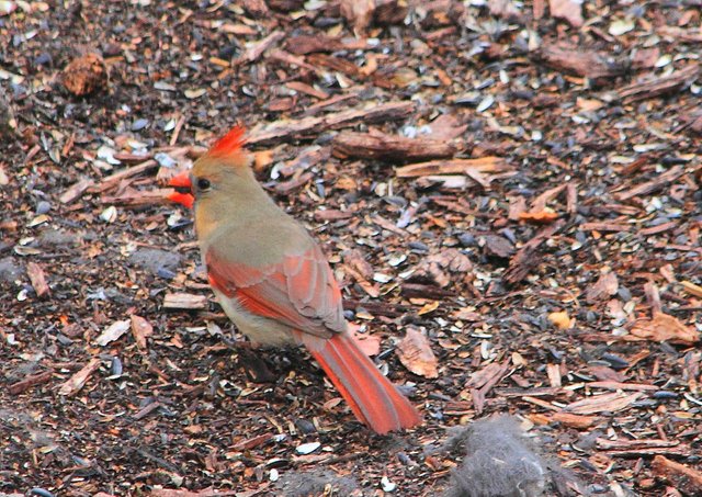 northern cardinal PFW19-14sat.JPG