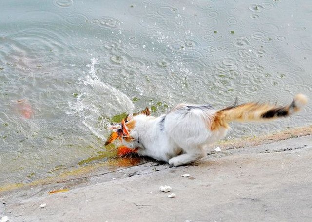 cat-catches-a-huge-goldfish-for-dinner-4.jpg