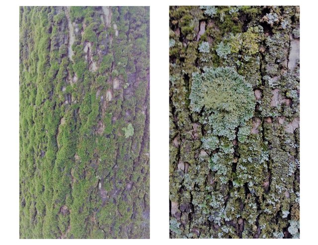green moss 6.jpg