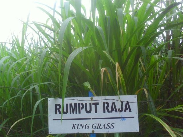 Rumput-Raja.jpg