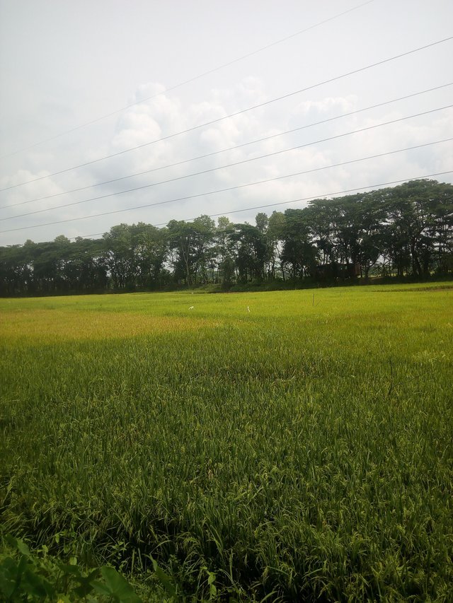 IMG_20180429_100939.jpg