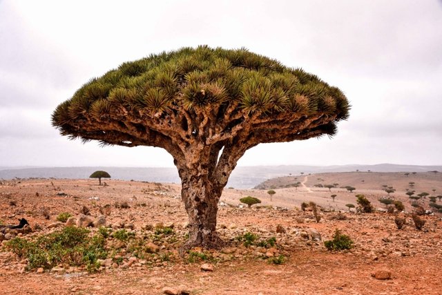 copac arbore Socotra.jpg