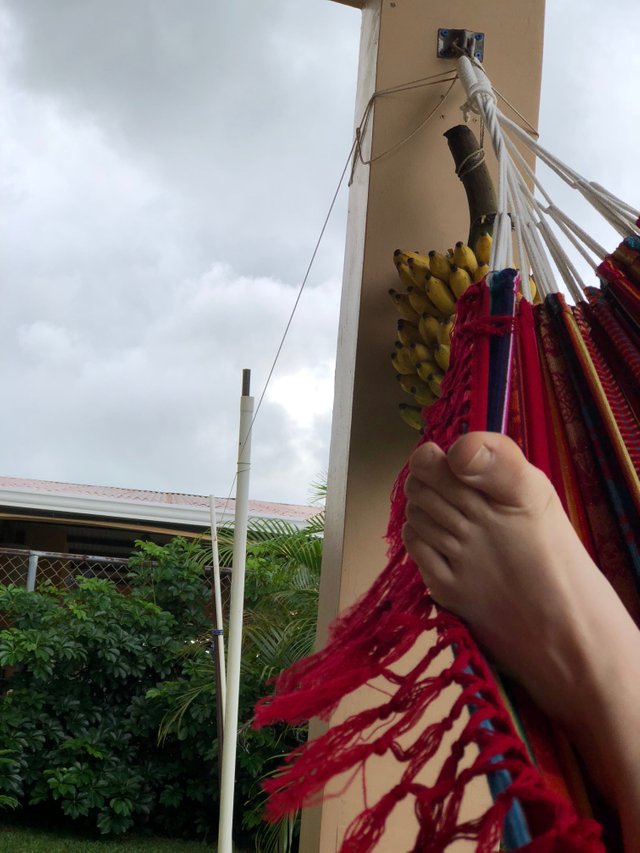 My banana day in Panama. Fresh and totally organic bananas from Rain  Forest. — Steemit