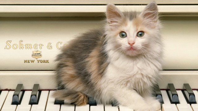 kitten_piano_sit_fluffy_40118_1366x768.jpg