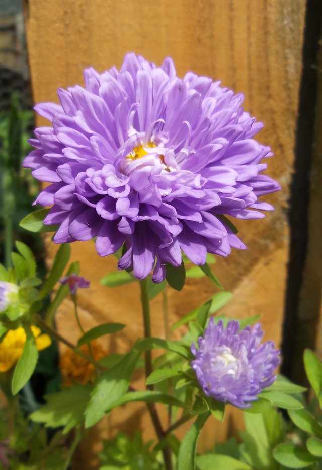 purple aster 4.jpg