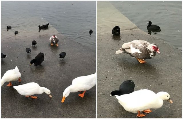 ducks.JPG