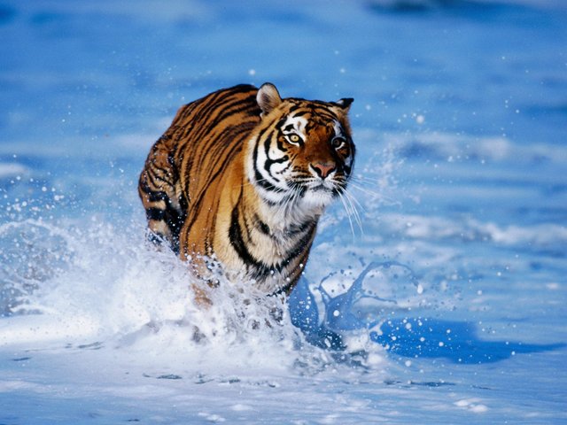 tiger_in_water_3553.jpg