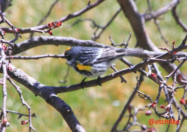 Yellow-rumped-warbler-Apr16-08-08.JPG