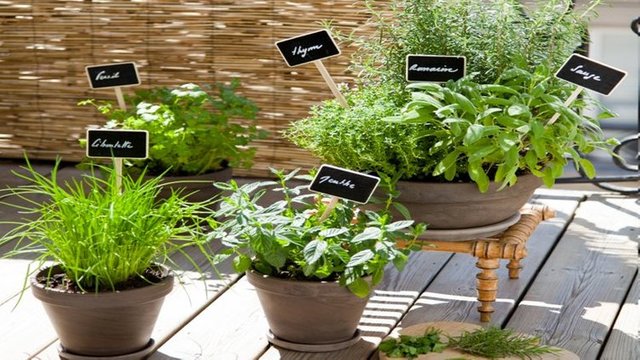 planter-plantes-aromatiques-en-pot-sur-un-balcon-diy.jpg