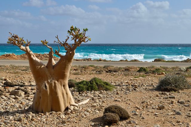 Socotra-Island-in-Yemen-5.jpg