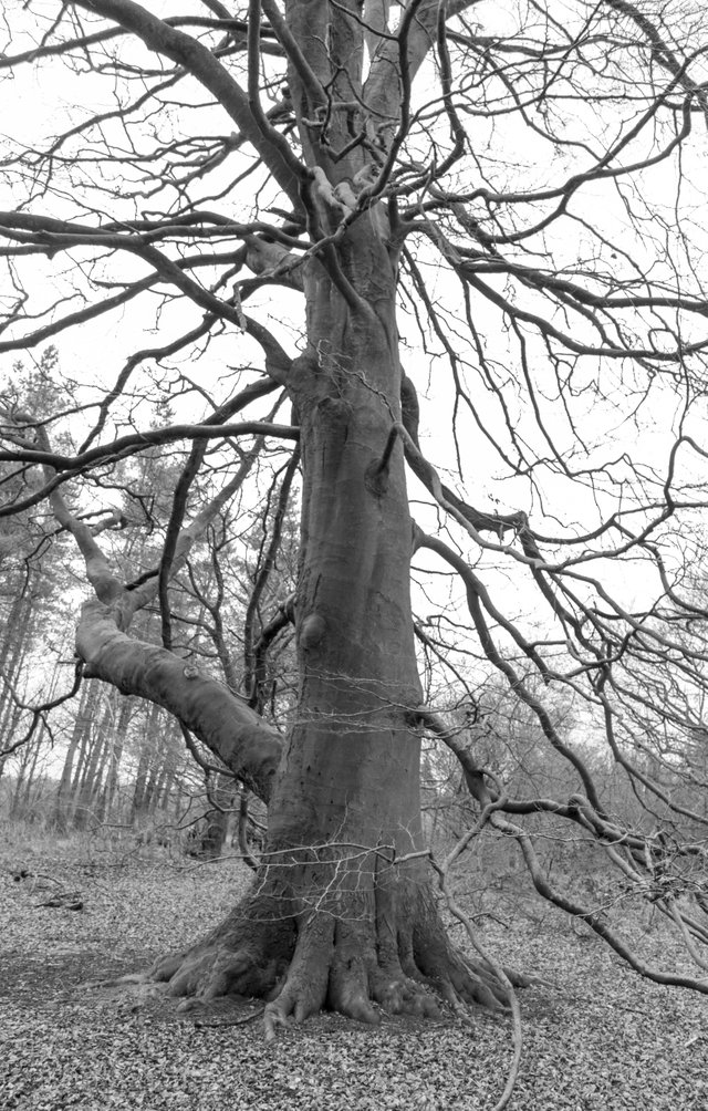 Monochrome - Tree.jpg