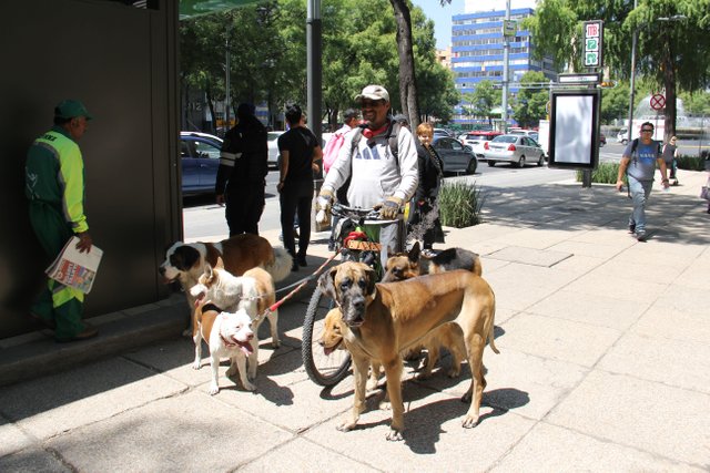 Chiens en promenade (2).JPG