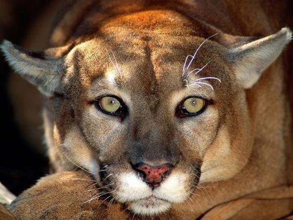 Big-Cats-28.jpg