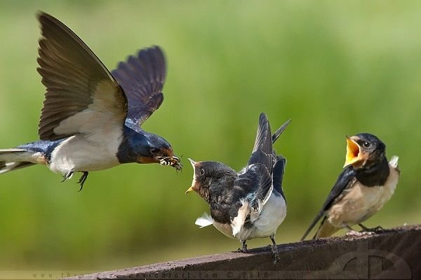 burung-kecil.jpg