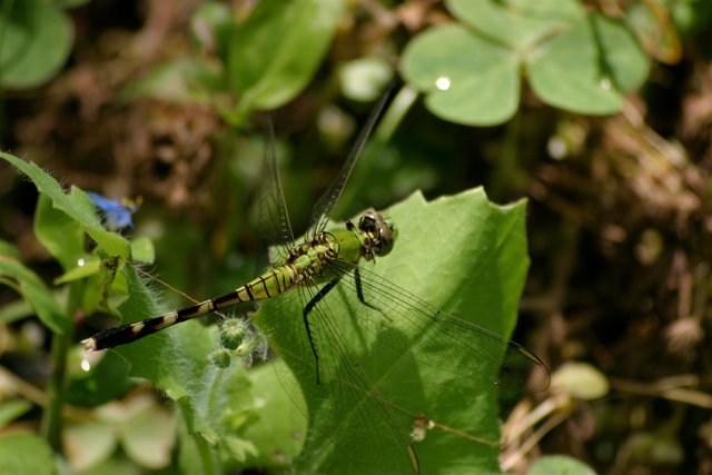 green dragonfly 2.jpg