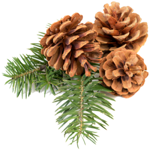 pine_cone_PNG13358.png