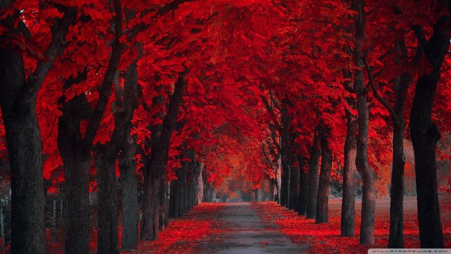 Red-Fall-Leaves-Desktop-Background-eny-1920x1080-px-KB-Nature-Fall-Harvest-Fall-wallpaper-wp3808934.jpg