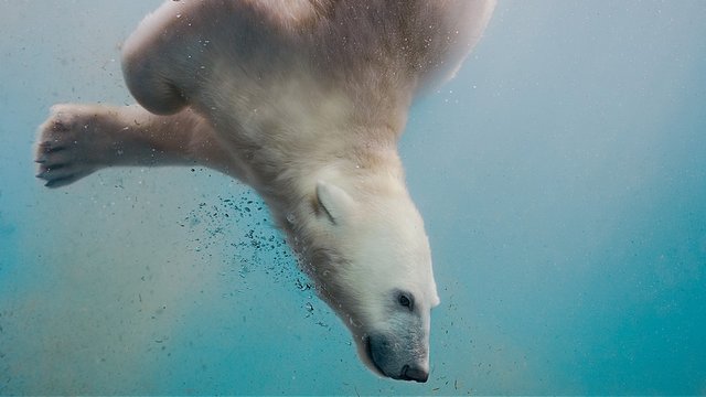 polar bear 1920x1080.jpg