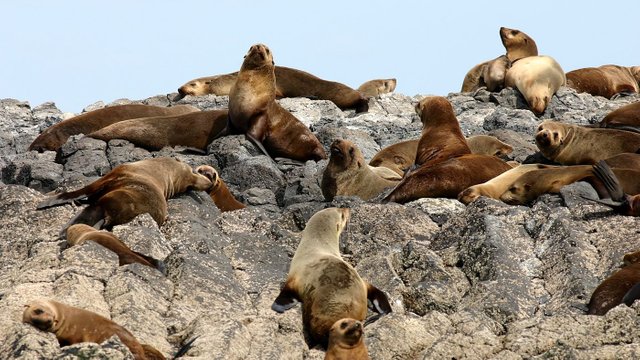 Australian Fur Seal Bull Rock Stanley Tas n8.jpg