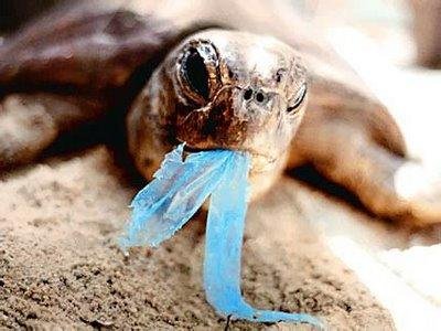 14940553turtleingestingplastic-430x323-jpg.jpg