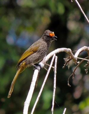 Ok_Aceh Bulbul.JPG