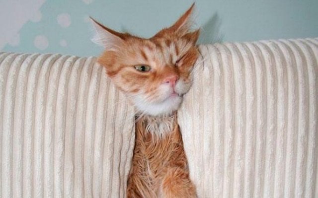 15691510-funny-cats-dogs-stuck-furniture-32-1502959110-650-71f93a34fc-1503691961.jpg
