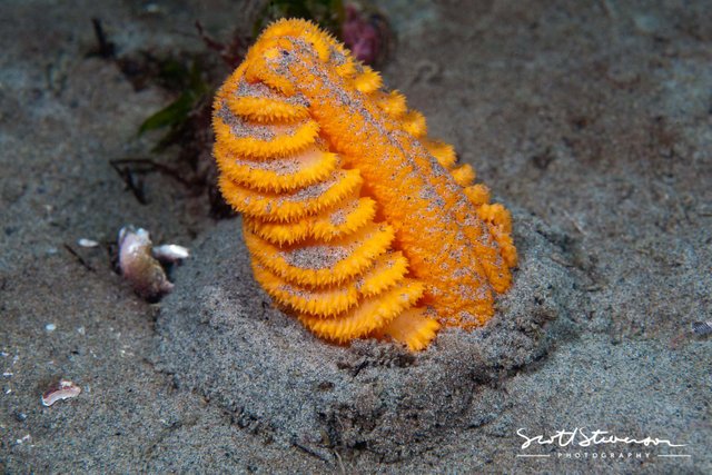 Orange Sea Pen-5.jpg