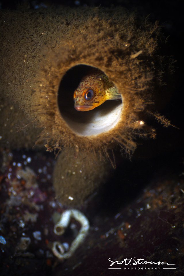 Copper Rockfish-1.jpg