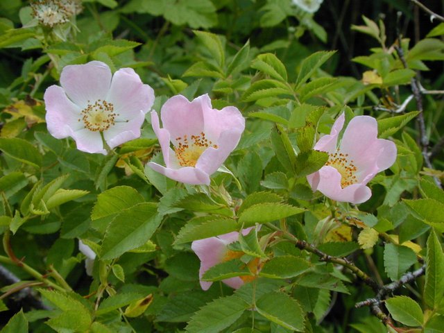 Dog Rose.jpg