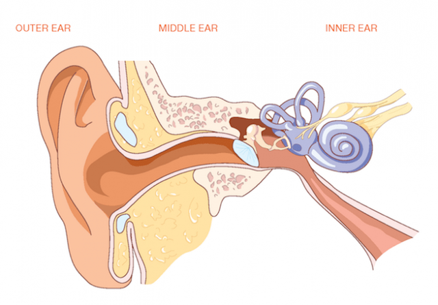 Ear-e1448046060955.png