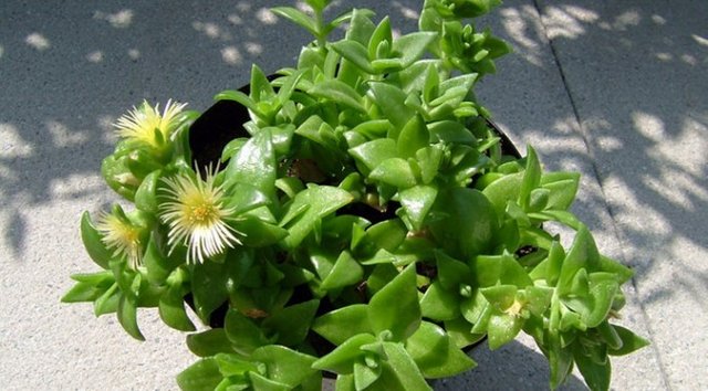 kanna_sceletium_tortuosum1-e1445508830923-672x372.jpg