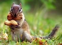 Squrrels storing Nuts.jpg