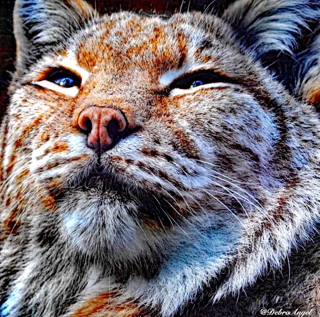 Lynx effect y.jpg