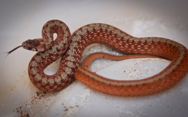 snake-1.jpg