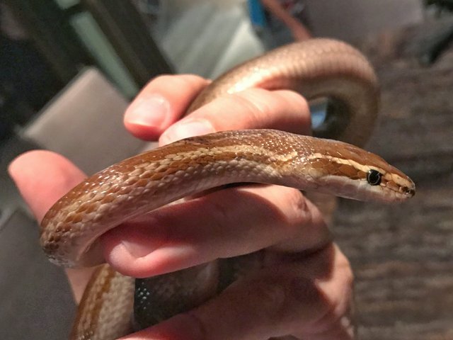 20170201-brown-house-snake-rescued-near-bellville-cape-town-western-cape-02.jpg