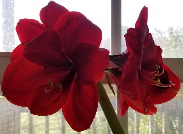 20180227_154623 Deep Red amaryllis.jpg