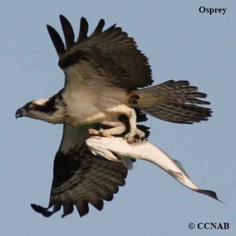 osprey-11.jpg