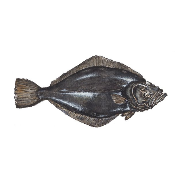 halibut_핸폰.jpg