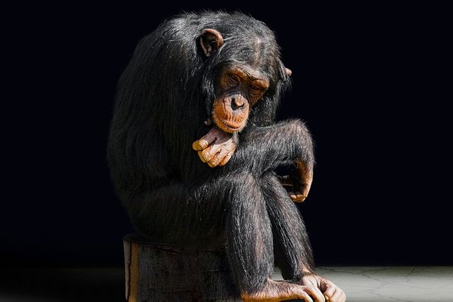 animal-3086397__480.jpg