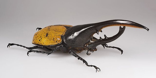 bugs_herculesbeetle.jpg