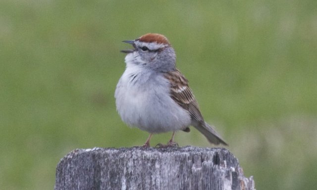 chipping-sparrow-crop-1000x602.jpeg