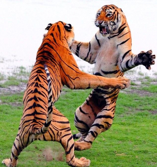 tiger fight.jpg