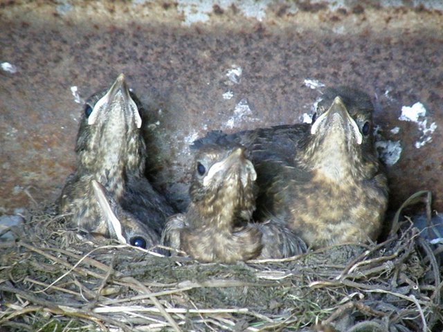 Blackbird fledglings 3 (2015_09_28 11_13_35 UTC).JPG