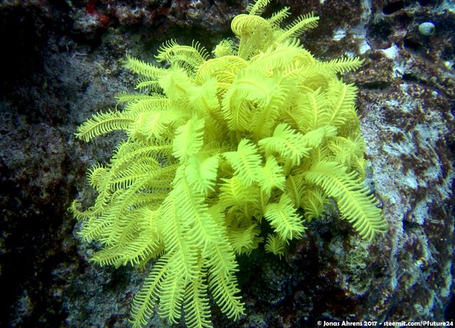 the-amazing-yellow-coral-maldives-2017-jonas-ahrens_01.jpg