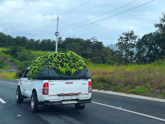 platanos 1.jpg