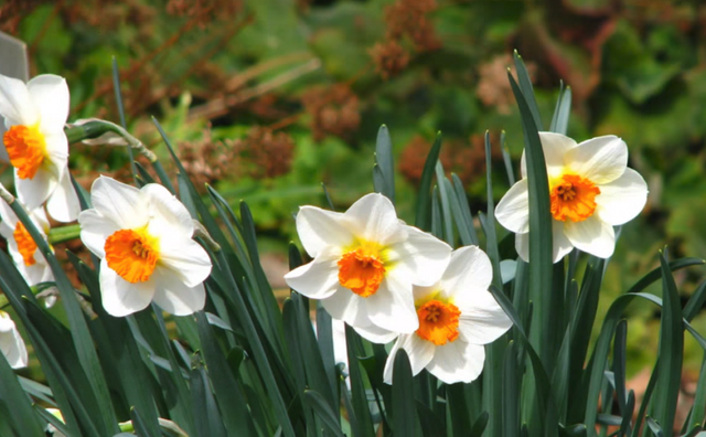 White flowers.png