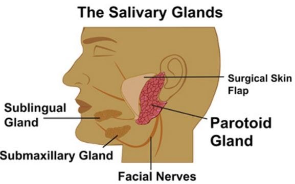 salivary-glands-anatomy.jpg