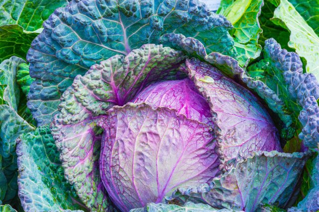 cabbage-food-green-33315.jpg