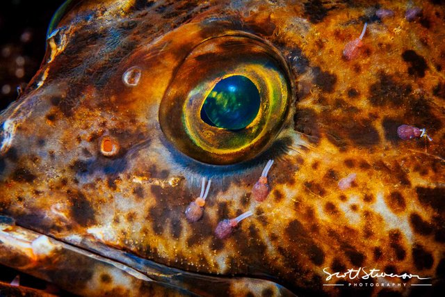 Lingcod-1.jpg